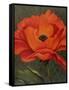 Red Poppy-John Zaccheo-Framed Stretched Canvas