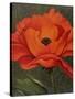 Red Poppy-John Zaccheo-Stretched Canvas