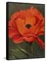 Red Poppy-John Zaccheo-Framed Stretched Canvas