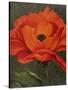 Red Poppy-John Zaccheo-Stretched Canvas