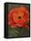 Red Poppy-John Zaccheo-Framed Stretched Canvas