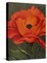 Red Poppy-John Zaccheo-Stretched Canvas