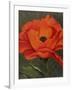 Red Poppy-John Zaccheo-Framed Giclee Print