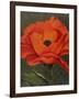 Red Poppy-John Zaccheo-Framed Giclee Print