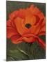 Red Poppy-John Zaccheo-Mounted Giclee Print