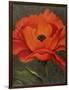 Red Poppy-John Zaccheo-Framed Giclee Print