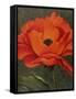 Red Poppy-John Zaccheo-Framed Stretched Canvas