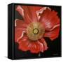 Red Poppy-Cherie Roe Dirksen-Framed Stretched Canvas