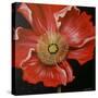 Red Poppy-Cherie Roe Dirksen-Stretched Canvas