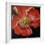 Red Poppy-Cherie Roe Dirksen-Framed Giclee Print