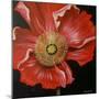 Red Poppy-Cherie Roe Dirksen-Mounted Giclee Print