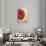 Red Poppy-Color Bakery-Stretched Canvas displayed on a wall