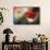 Red Poppy-Ursula Abresch-Framed Stretched Canvas displayed on a wall