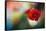 Red Poppy-Ursula Abresch-Framed Stretched Canvas