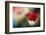 Red Poppy-Ursula Abresch-Framed Photographic Print