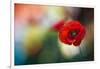 Red Poppy-Ursula Abresch-Framed Photographic Print