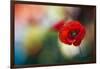 Red Poppy-Ursula Abresch-Framed Photographic Print