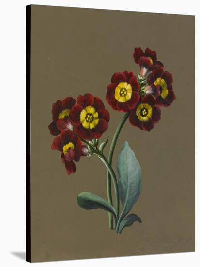 Red Primula Auricula, 1830 (W/C and Bodycolour on Paper with a Prepared Ground)-Louise D'Orleans-Stretched Canvas