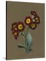 Red Primula Auricula, 1830 (W/C and Bodycolour on Paper with a Prepared Ground)-Louise D'Orleans-Stretched Canvas