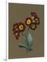 Red Primula Auricula, 1830 (W/C and Bodycolour on Paper with a Prepared Ground)-Louise D'Orleans-Framed Giclee Print