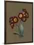 Red Primula Auricula, 1830 (W/C and Bodycolour on Paper with a Prepared Ground)-Louise D'Orleans-Framed Giclee Print