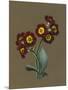 Red Primula Auricula, 1830 (W/C and Bodycolour on Paper with a Prepared Ground)-Louise D'Orleans-Mounted Giclee Print