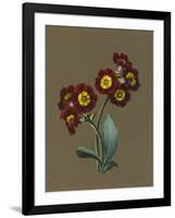 Red Primula Auricula, 1830 (W/C and Bodycolour on Paper with a Prepared Ground)-Louise D'Orleans-Framed Giclee Print