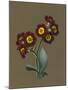 Red Primula Auricula, 1830 (W/C and Bodycolour on Paper with a Prepared Ground)-Louise D'Orleans-Mounted Giclee Print