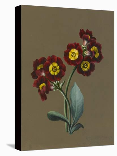 Red Primula Auricula, 1830 (W/C and Bodycolour on Paper with a Prepared Ground)-Louise D'Orleans-Stretched Canvas