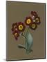 Red Primula Auricula, 1830 (W/C and Bodycolour on Paper with a Prepared Ground)-Louise D'Orleans-Mounted Giclee Print