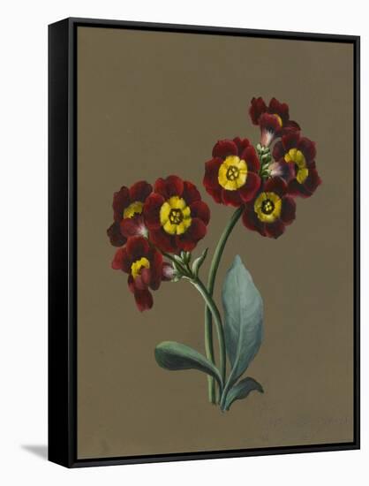 Red Primula Auricula, 1830 (W/C and Bodycolour on Paper with a Prepared Ground)-Louise D'Orleans-Framed Stretched Canvas