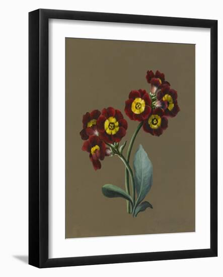 Red Primula Auricula, 1830 (W/C and Bodycolour on Paper with a Prepared Ground)-Louise D'Orleans-Framed Giclee Print