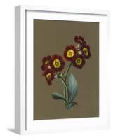 Red Primula Auricula, 1830 (W/C and Bodycolour on Paper with a Prepared Ground)-Louise D'Orleans-Framed Giclee Print