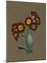 Red Primula Auricula, 1830 (W/C and Bodycolour on Paper with a Prepared Ground)-Louise D'Orleans-Mounted Giclee Print