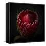 Red Protea Ready to Open-George Oze-Framed Stretched Canvas