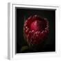 Red Protea Ready to Open-George Oze-Framed Photographic Print