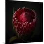 Red Protea Ready to Open-George Oze-Mounted Photographic Print