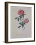 Red Provence Rose, A Botanical Illustration-Georg Dionysius Ehret-Framed Giclee Print