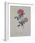 Red Provence Rose, A Botanical Illustration-Georg Dionysius Ehret-Framed Giclee Print