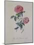 Red Provence Rose, A Botanical Illustration-Georg Dionysius Ehret-Mounted Giclee Print