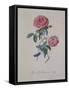 Red Provence Rose, A Botanical Illustration-Georg Dionysius Ehret-Framed Stretched Canvas
