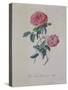 Red Provence Rose, A Botanical Illustration-Georg Dionysius Ehret-Stretched Canvas