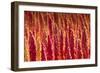 Red Quinoa on Bolivia's High-Altitude Altiplano Region Next to the Andes Mountains-Sergio Ballivian-Framed Photographic Print