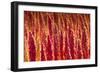 Red Quinoa on Bolivia's High-Altitude Altiplano Region Next to the Andes Mountains-Sergio Ballivian-Framed Photographic Print