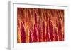 Red Quinoa on Bolivia's High-Altitude Altiplano Region Next to the Andes Mountains-Sergio Ballivian-Framed Photographic Print