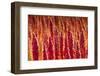 Red Quinoa on Bolivia's High-Altitude Altiplano Region Next to the Andes Mountains-Sergio Ballivian-Framed Photographic Print