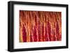 Red Quinoa on Bolivia's High-Altitude Altiplano Region Next to the Andes Mountains-Sergio Ballivian-Framed Photographic Print