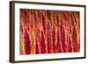 Red Quinoa on Bolivia's High-Altitude Altiplano Region Next to the Andes Mountains-Sergio Ballivian-Framed Photographic Print