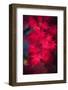 Red Radiations-Philippe Sainte-Laudy-Framed Photographic Print