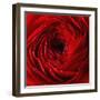 Red Ranunculus Flower-artjazz-Framed Photographic Print